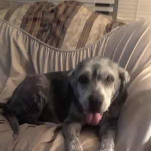 Meet your Posher, Carol